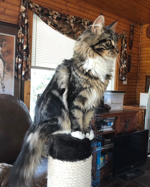 AGATHA Maine coon cat female queen
