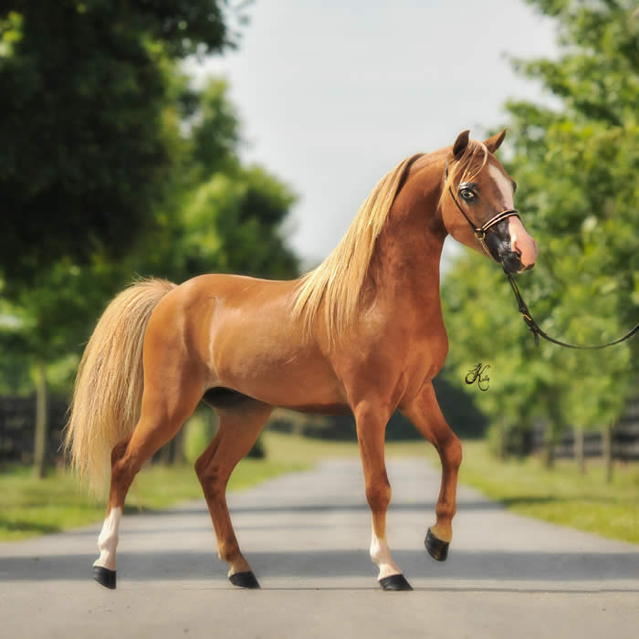 grand champion miniature horse