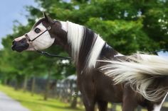 champion miniature horse stallion