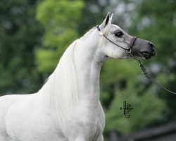 champion miniature horse stallion