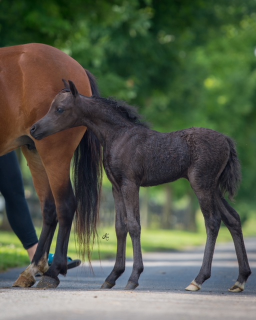 champion miniature horse stallion