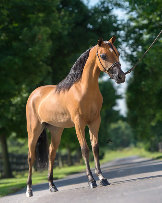 champion miniature horse stallion