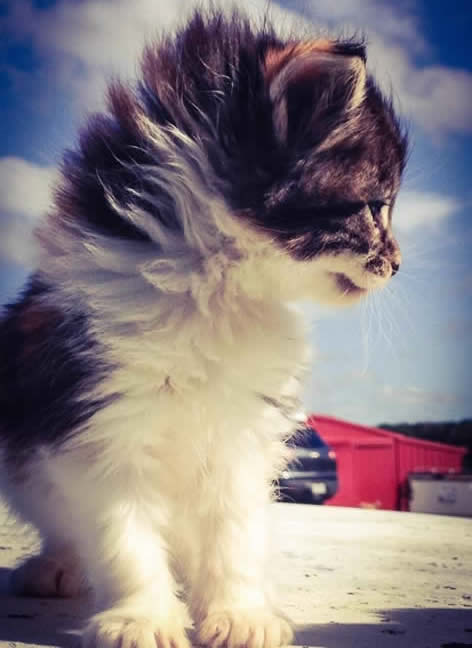 Hello Miss Delaware Maine coon cat female queen
