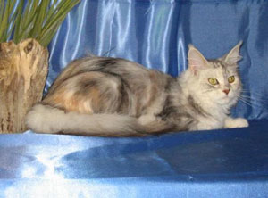 Willabelles Ideal Panda Willabelles Idea Panda Queen Maine Coon Cat