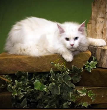 Willabelles White Jaguar Willabelles White Jaguar