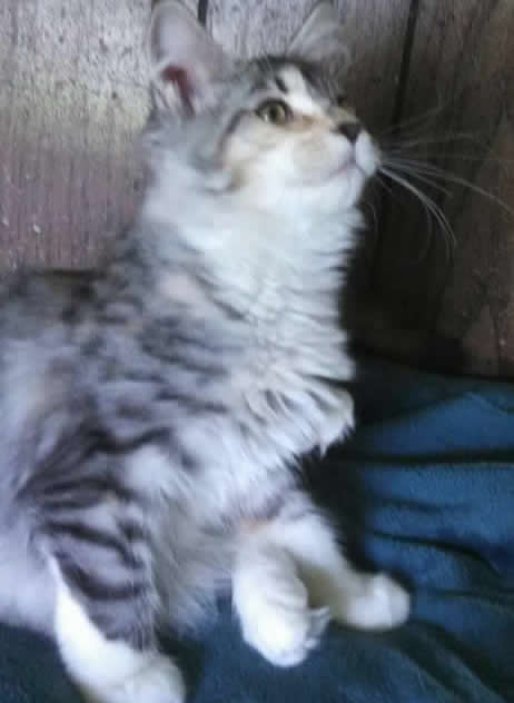 Willabelles DS Blue Sapphire blue shapphire