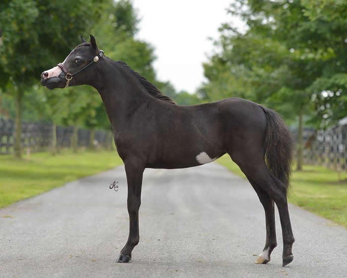 RFM GENESES BLUE ARABESQUE
