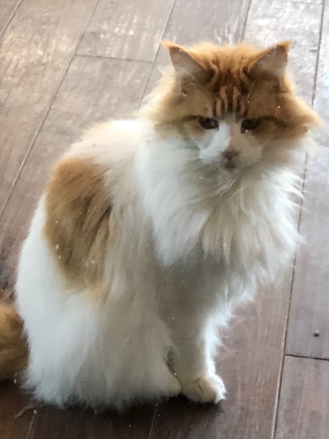chicita maine coon cat maine coon cat