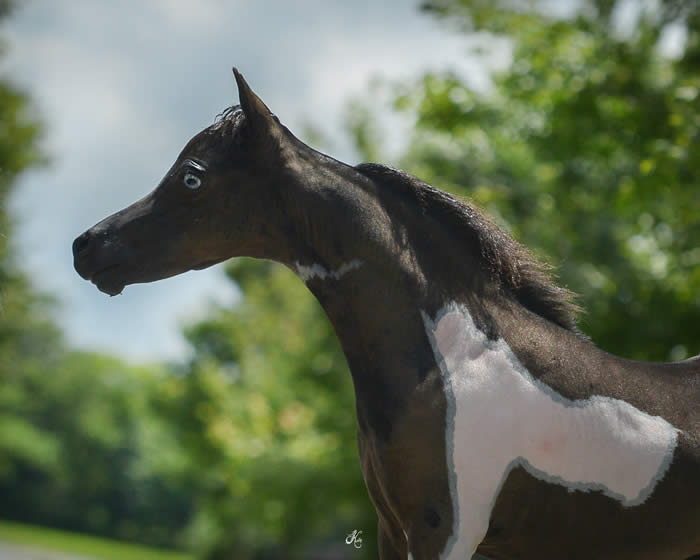 champion miniature horse