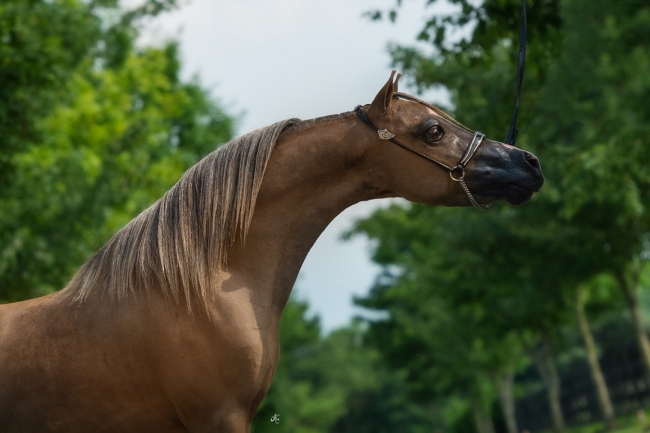 champion miniature horse stallion