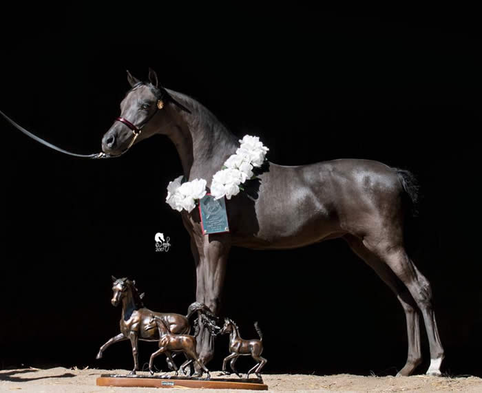 champion miniature horse stallion